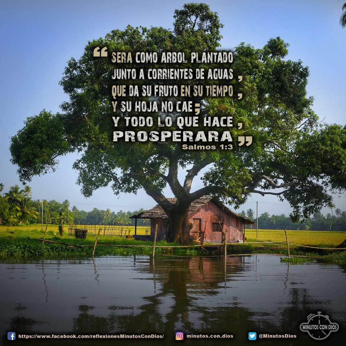 Será como árbol plantado junto a corrientes de aguas, que da su fruto en su tiempo, y su hoja no cae; y todo lo que hace, prosperará. Salmos 1:3 RVR1960 #ComoArbolPlantado, #DaSuFrutoEnTiempo, #TodoLoQueHaceProsperara, #MinutosConDios, #ReflexionesDiarias